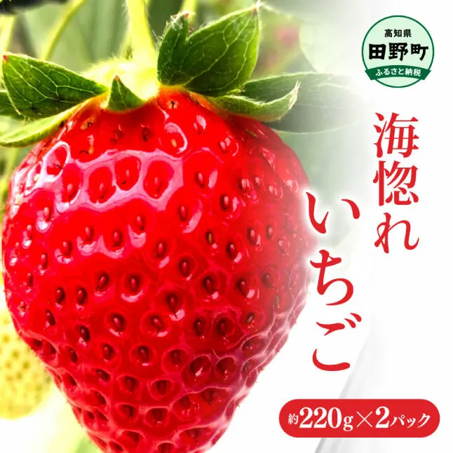 ≪農園直送≫ 海惚れいちご 約220g×2パック ★L～LLサイズ混載★ いちご イチゴ 苺 果物 フルーツ 大きめ 大粒 ランダム 詰め合わせ 甘い フルーティ 常温 冷蔵 配送