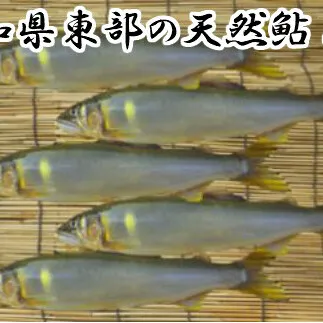 【四国一小さなまち】★ 令和5年 ★ 高知県東部の天然鮎（あゆ） 5匹 （18cm以上）