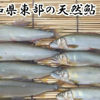 【四国一小さなまち】 ★ 令和5年 ★ 高知県東部の天然鮎（あゆ） 8匹 （14.5cm～18cm未満）