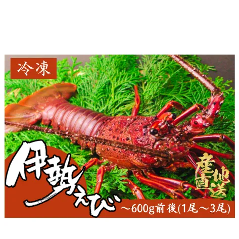 【四国一小さなまち】《 カネアリ水産 》 数量限定 ！ ★ 冷凍 ★ 伊勢海老　600g前後 （1～3尾）