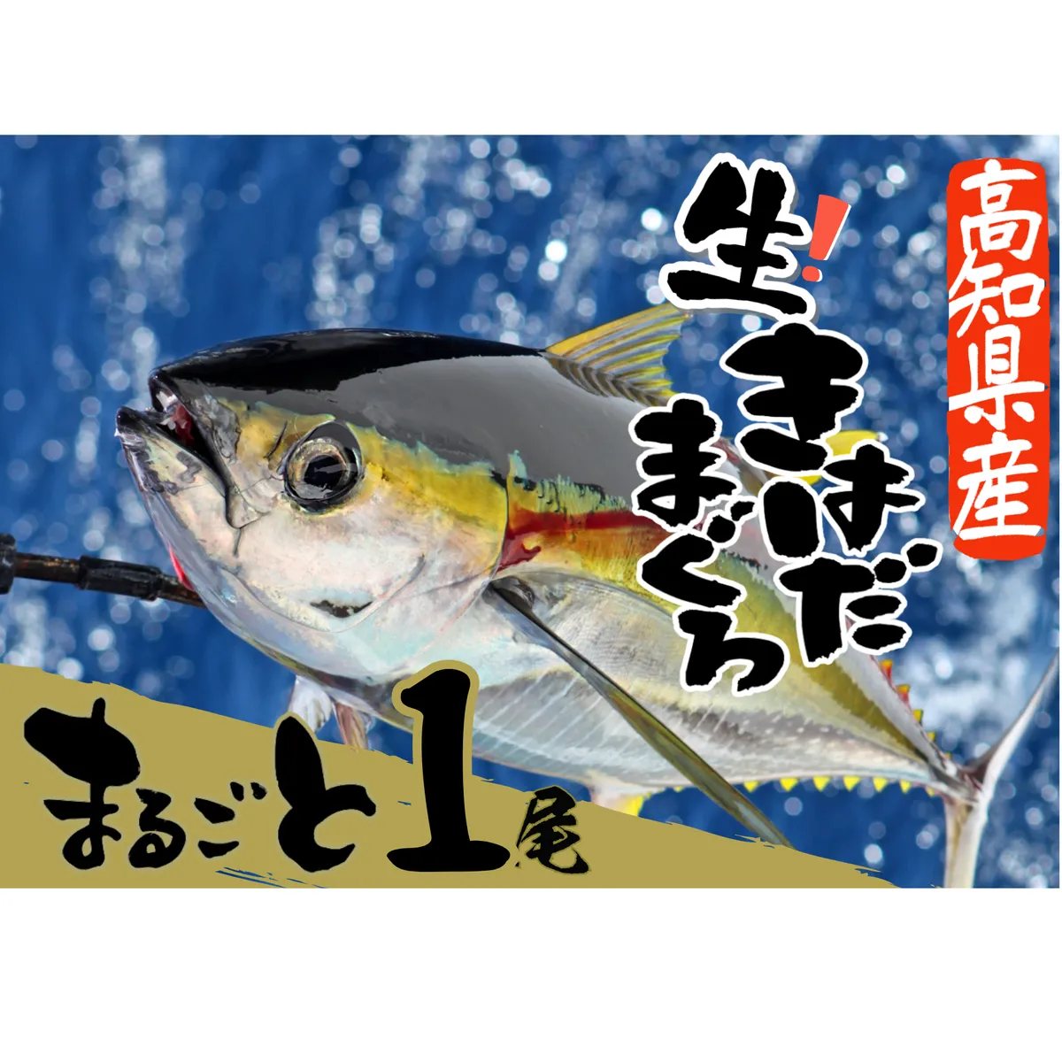 ＜カネアリ水産＞土佐沖どれ キハダマグロ まるごと１尾 2kg以上 （2～3kg個体差によります）※冷蔵※ まるごと1匹 1本 マグロ まぐろ 鮪 魚 鮮魚 魚介 海の幸 赤身 トロ 刺身 キハダ