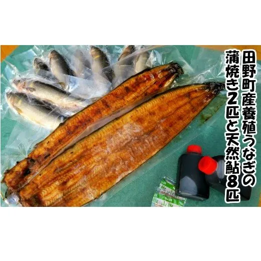 田野町産うなぎの蒲焼き2匹と天然鮎8匹セット　タレ付き 山椒付き うなぎ 鰻 ウナギ 蒲焼き かば焼き 無頭 おいしい 国産 お取り寄せ 冷凍 配送