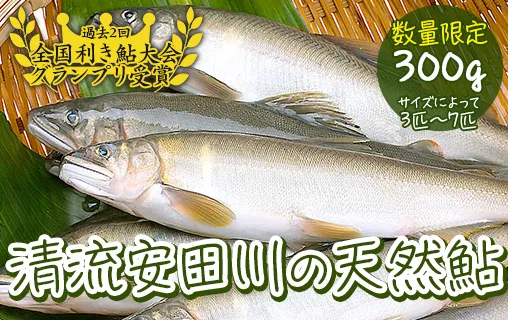 【清流安田川の天然鮎（冷凍）】 鮎 あゆ アユ 冷凍鮎 川魚 魚介 お取り寄せグルメ 塩焼き 鮎の甘露煮 鮎めし お中元 お歳暮  【481】