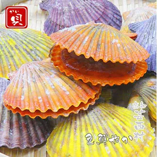 KYF013　長太郎貝（ヒオウギガイ）１０個入