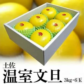 高知産 温室文旦 3kg 6玉入 産地直送 フルーツ 果物＜土佐市共通返礼品＞