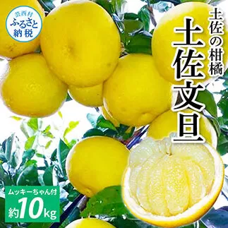 TKA042　先行予約 土佐の柑橘 土佐文旦 10kg 詰め合わせ （皮むき機）付き 文旦 ぶんたん 10キロ 柑橘 高知県 高知 返礼品 故郷納税 25000円 果物 くだもの フルーツ お取り寄せ 美味しい おいしい ギフト プレゼント 贈答品 贈り物 お歳暮 熨斗 のし 常温