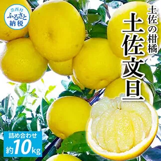 TKA041　先行予約 土佐の柑橘 土佐文旦 10kg 詰め合わせ 文旦 ぶんたん 10キロ 柑橘 高知県 高知 返礼品 故郷納税 23000円 果物 くだもの フルーツ お取り寄せ 美味しい おいしい ギフト プレゼント 贈答品 贈り物 お歳暮 御歳暮 熨斗 のし 常温