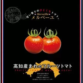 高知産フルーツトマト「メルベーユ」約1.5kg 糖度9度以上！【s-kensyo】数量限定 期間限定 故郷納税 高糖度 野菜 とまと 甘さ ミニトマト　甘い　フルティカ