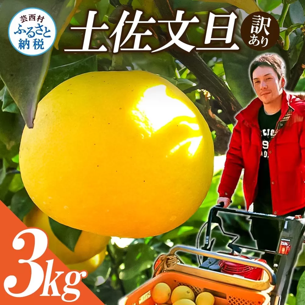 【先行予約】“高知県産”ワケあり土佐文旦（※シミ・キズあり）3kg・サイズおまかせ
