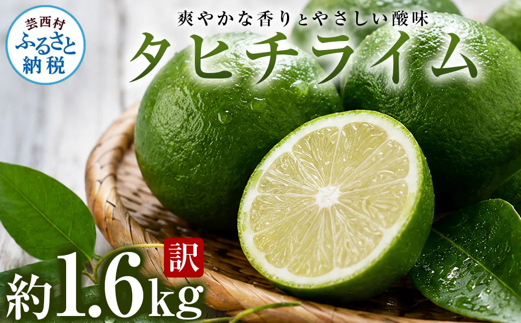 訳あり タヒチライム 約1.6kg ライム サイズおまかせ 国産 種なし 柑橘類 かんきつ類 防腐剤不使用 ノーワックス 新鮮 冷蔵 家庭用 果物 くだもの フルーツ 秋 旬 ジュース カクテル ジンライム 料理 アレンジ 爽やか 芸西村 高知県産