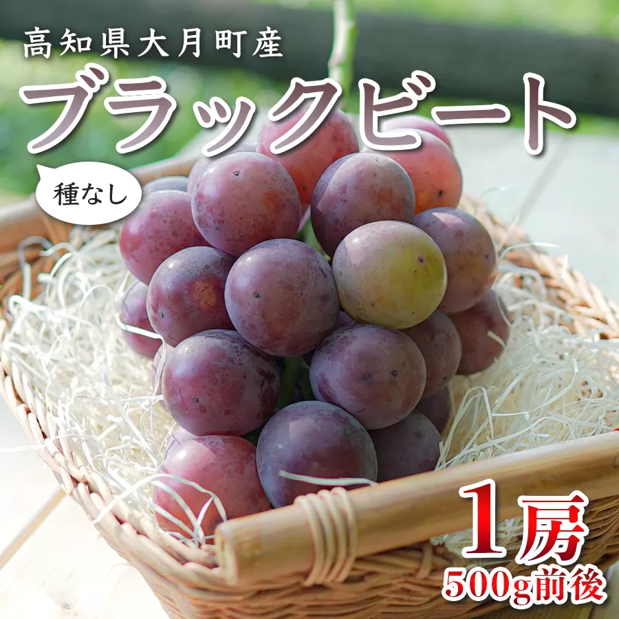 【2026年8月発送】ぶどう 種なし ブラックビート 1房 (500g) ブドウ 葡萄 グレープ 数量限定 期間限定 先行予約 冷蔵 果物 くだもの フルーツ ギフト 贈答 甘い おすすめ 人気 新鮮 こだわり 松田ぶどう園 高知 大月町
