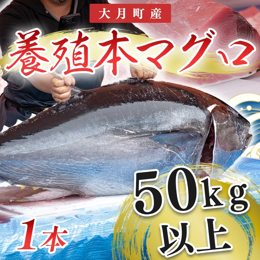 特大 国産 養殖 本マグロ 50kg以上 一本丸ごと 本まぐろ クロマグロ 黒マグロ｜鮪 まぐろ 生まぐろ 丸ごと1本 鮮魚 生食用 高級海鮮 贅沢グルメ 刺身 寿司 パーティー 業務用 イベント 解体ショー 限定数量 飲食店 高知県 大月町産