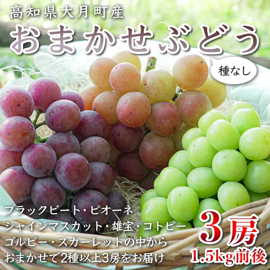 【高知県 大月町産】松田ぶどう園　種なしブドウ3房(1.5kg)