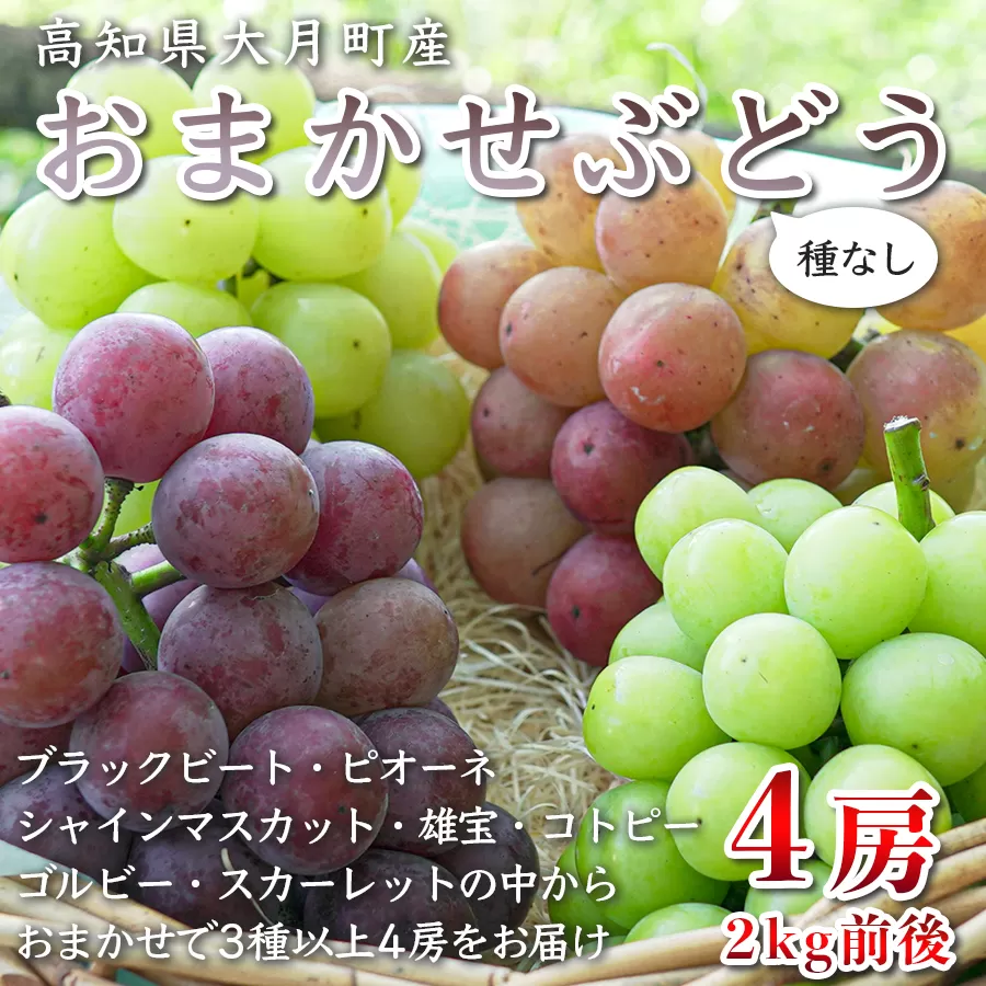 【高知県 大月町産】松田ぶどう園　種なしブドウ4房(2kg)