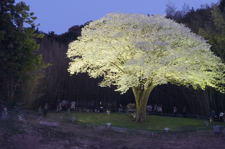 植物学者牧野富太郎博士が生前に研究した幻の山桜