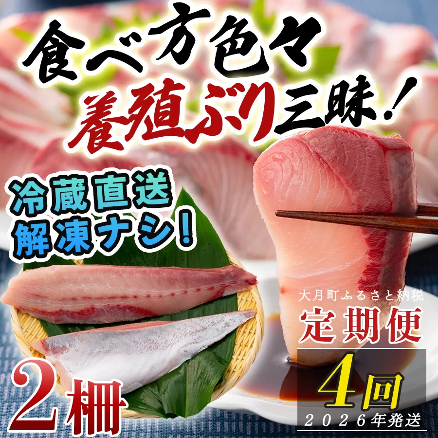 【定期便4回】冷蔵 養殖ぶり 2柵 セット｜鰤 ブリ 刺身 生食用 冷蔵直送 解凍なし 朝〆 海鮮 魚介 鮮度抜群 人気 小分け 個包装 贈答 ギフト おすすめ 高知県 大月町 国産 送料無料 お取り寄せ 産地直送 ぶりしゃぶ カルパッチョ