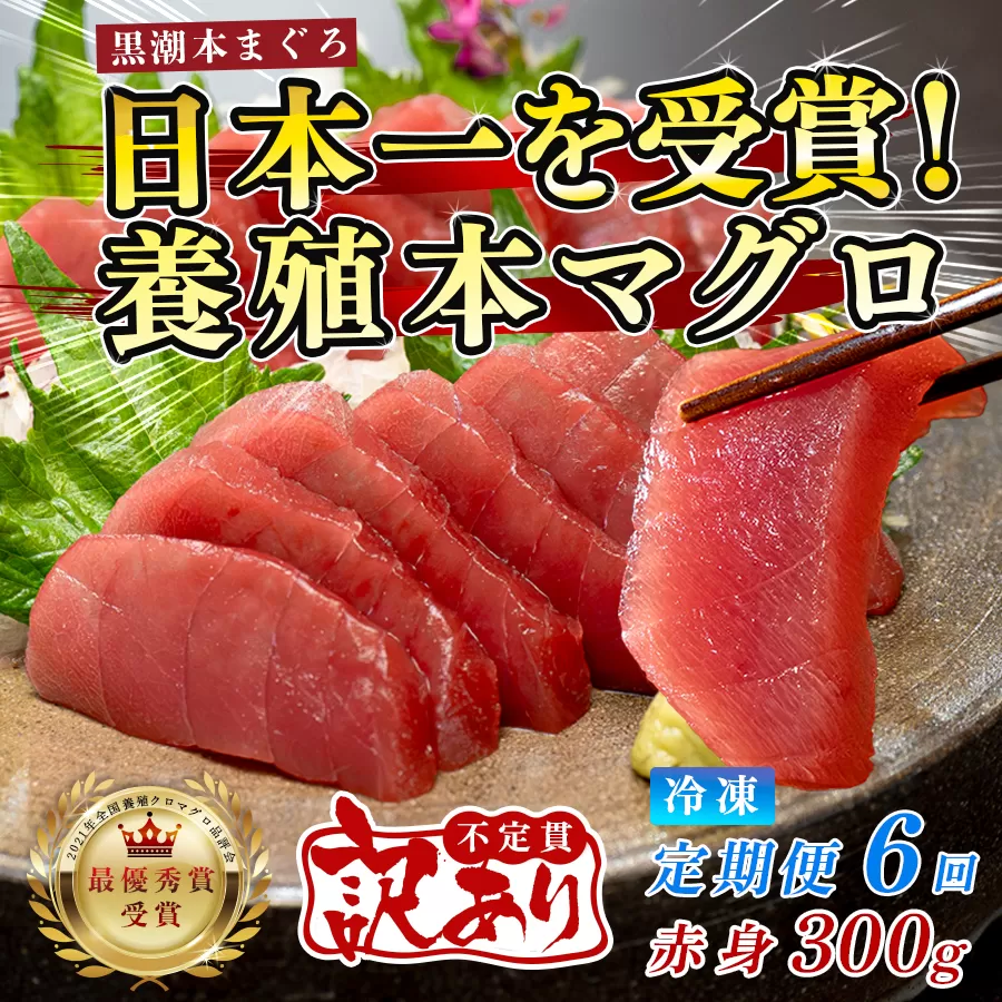 訳あり まぐろ マグロ 本鮪 黒潮本まぐろ 赤身 定期便 6回 300g × 6回 刺身 さしみ 最優秀賞 全国養殖クロマグロ品評会 受賞 魚 魚介類 海鮮 柵 サク 冷凍 お取り寄せ 産地直送 ギフト 贈答  高知県 大月町