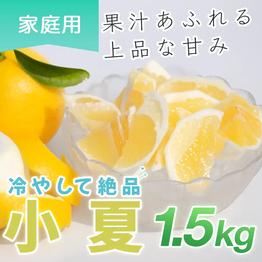 小夏 1.5kg 家庭用 日向夏 ニューサマーオレンジ 柑橘 みかん ノーワックス こなつ くだもの 果物 産直 旬の果物 お取り寄せ 産地直送 フルーツ 爽やか スッキリ 甘い 高知県 大月町産 コーラルフルーツ農場
