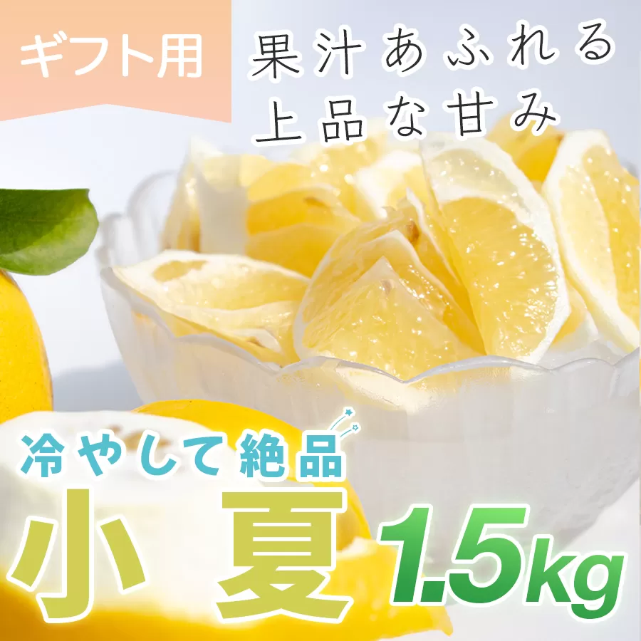 小夏 1.5kg 贈答 ギフト用  日向夏 ニューサマーオレンジ 柑橘 みかん ノーワックス こなつ くだもの 果物 産直 旬の果物 お取り寄せ 産地直送 フルーツ 爽やか スッキリ 甘い 高知県 大月町産 コーラルフルーツ農場