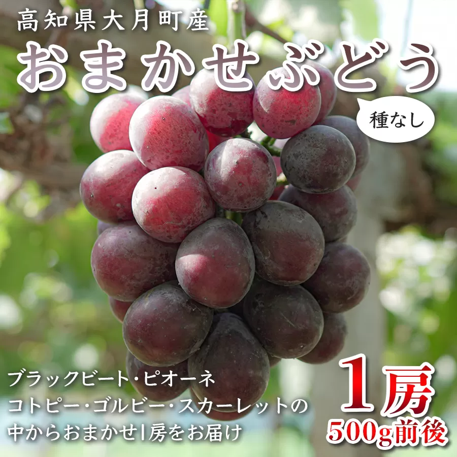 【2026年8･9月発送】ぶどう 種なし おまかせ 1房 (500g) ブドウ 葡萄 グレープ 厳選 期間限定 先行予約 冷蔵 果物 くだもの フルーツ ギフト 贈答 甘い 人気 新鮮 こだわり 松田ぶどう園 高知 大月町