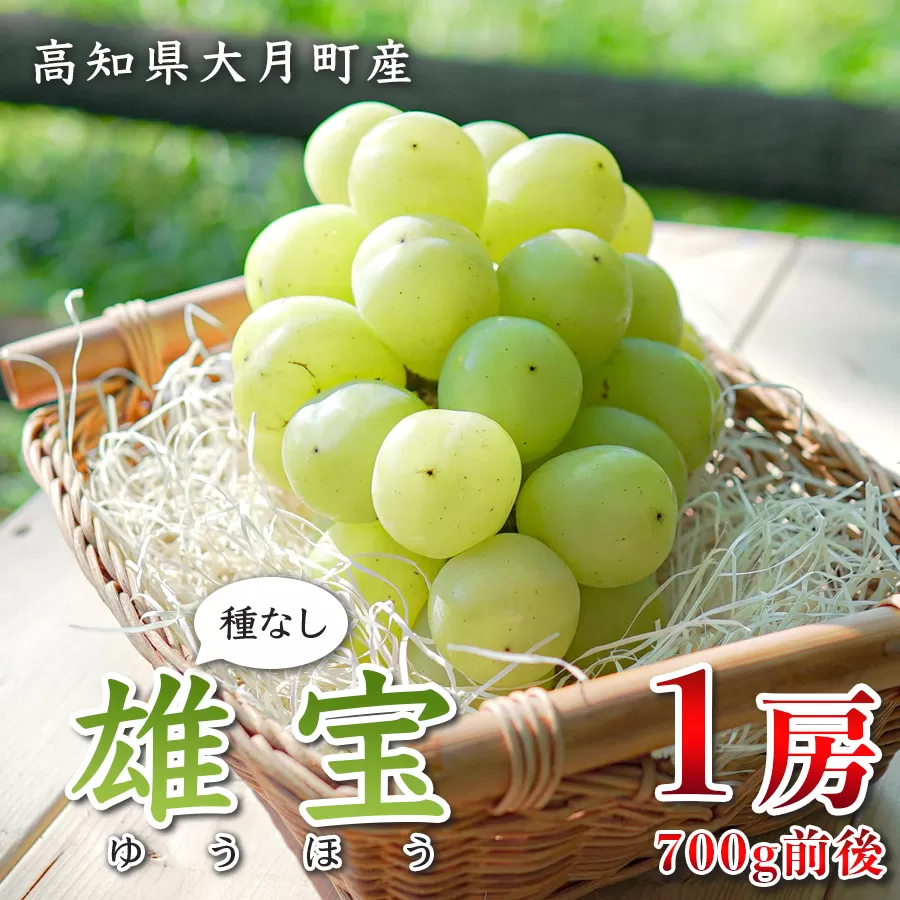 【2026年8･9月発送】大粒 ぶどう 種なし 雄宝 1房 (700g)  高級 ブドウ 葡萄 グレープ 数量限定 期間限定 先行予約 冷蔵 果物 くだもの フルーツ ギフト 贈答 甘い おすすめ 人気 新鮮 こだわり 松田ぶどう園 高知 大月町