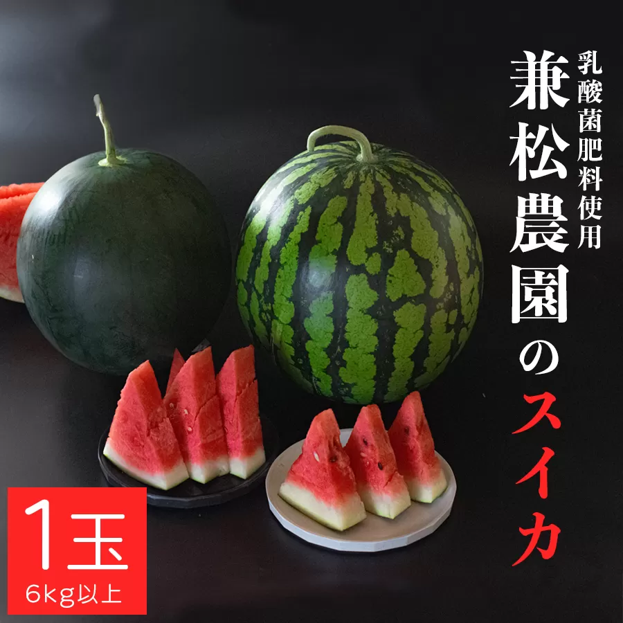 朝採れ すいか 1玉 大玉スイカ （6kg以上）【先行予約 7月中旬頃より発送】 甘い あまい スイカ 西瓜 羅皇 ブラックジャック 種なし 新鮮 旬 果物 フルーツ 野菜 朝穫り 期間限定 夏ギフト お中元 兼松農園 高知県  大月町産