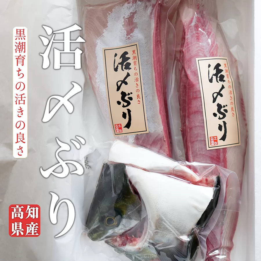 高知県産 ぶり 半身 活〆 1kg～ 刺身 冷蔵 | 鰤 ブリ 新鮮 脂のり お刺身 刺し身 さしみ 煮付け ぶりしゃぶ ぶり大根 お正月 年末配送 鮮魚 海鮮 海鮮丼 海鮮グルメ 年末年始 おせち 贈答 ギフト 産地直送 高知 大月町 国産