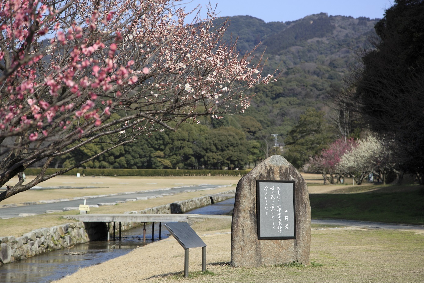 梅の見頃