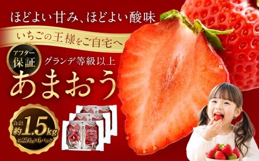 あまおう （ グランデ等級以上 ） 約250g × 6P 計約1,500 〜 1,620g いちご イチゴ 苺 果物 くだもの フルーツ 果実 果肉 いちごの王様 国産 福岡県産 冷蔵 【 2027年2月上旬〜4月下旬発送予定 】