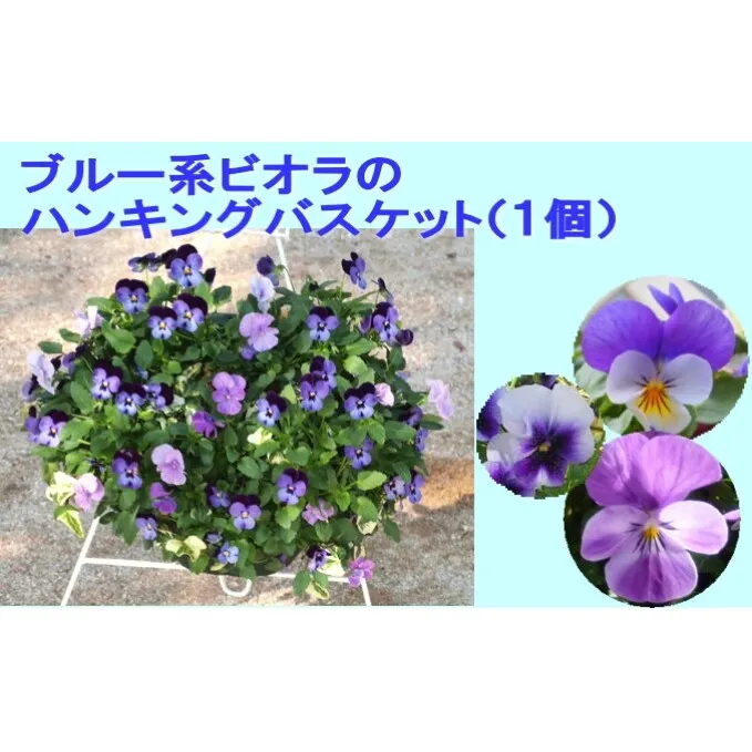 ビオラ・パンジーのハンキング バスケット（ブルー系） 花 