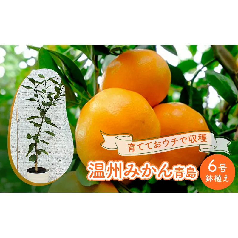 鉢植え 苗木 温州みかん 6号 青島 高さ約70～90cm 大玉で甘～い みかんの木 植物 ガーデン ガーデニング 