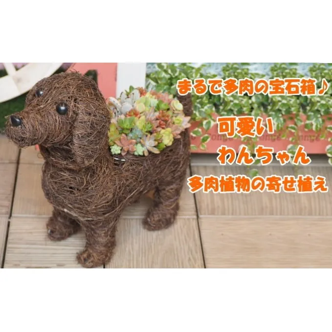 まるで多肉の宝石箱♪チビわんこの多肉植物 寄せ植え（1個） インテリア ガーデニング 玄関 置物 犬 イヌ 犬の置物