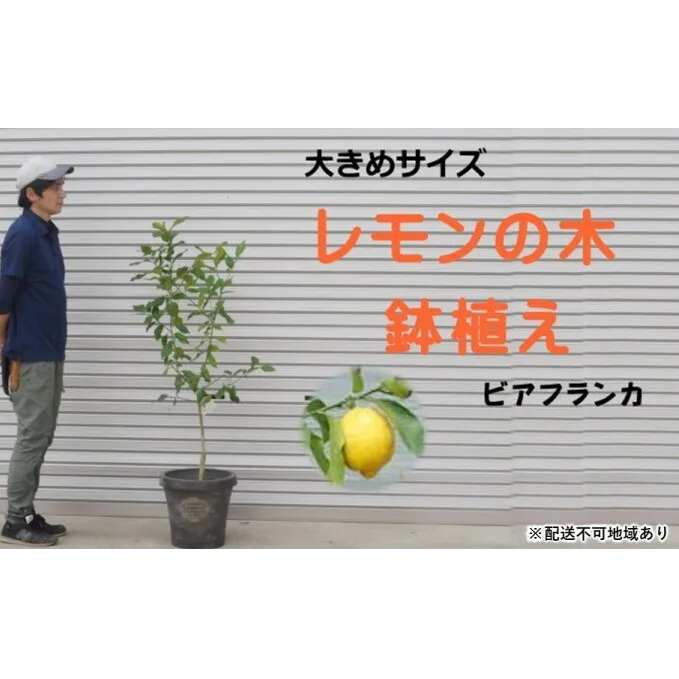 鉢植え レモンの木 ビアフランカ 大きめサイズ 配送不可 北海道 沖縄 離島 苗木 れもん 檸檬 Lemon 大きいサイズ 観葉植物 ガーデニング 花 実 香り 