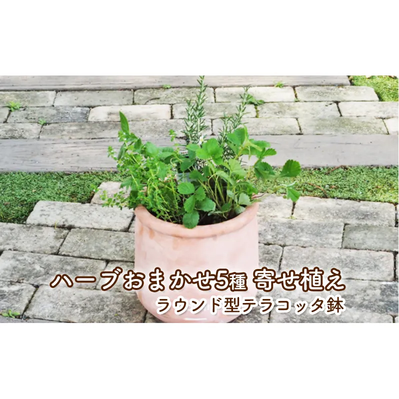 ハーブ 寄せ植え 5種 ラウンド型 テラコッタ鉢 25cm 植物 インテリア ガーデン 