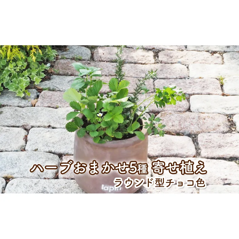 ハーブ 寄せ植え 5種 ラウンド型 チョコ色 25cm 植物 インテリア ガーデン 