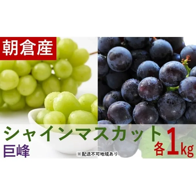 シャインマスカット1kgと巨峰1kgセット【配送不可：離島】 果物 ぶどう フルーツ 食後 デザート おやつ 大粒 ブドウの王様 詰め合わせ 食べ比べ 福岡県産 朝倉市産 