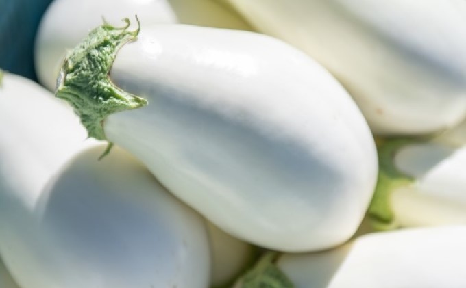 なす ナス 白なす 宝石野菜 桐箱 2個入 贈答 茄子 絶品 果肉