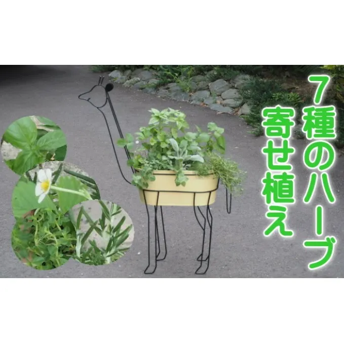 ハーブ 寄植え 7種 キリン型 アイアン鉢 配送不可 北海道 沖縄 離島 植物 寄せ植え 料理 育てる 収穫 初心者 ローズマリー パセリ セージ ミント オレガノ バジル コリアンダー タイム ディル ラベンダー 