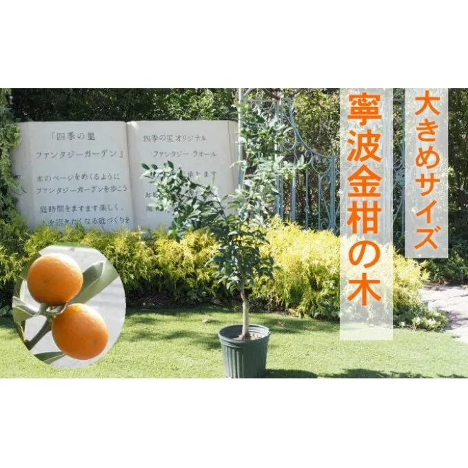 鉢植え 寧波金柑の木 大きめサイズ 1本 配送不可 北海道 沖縄 離島