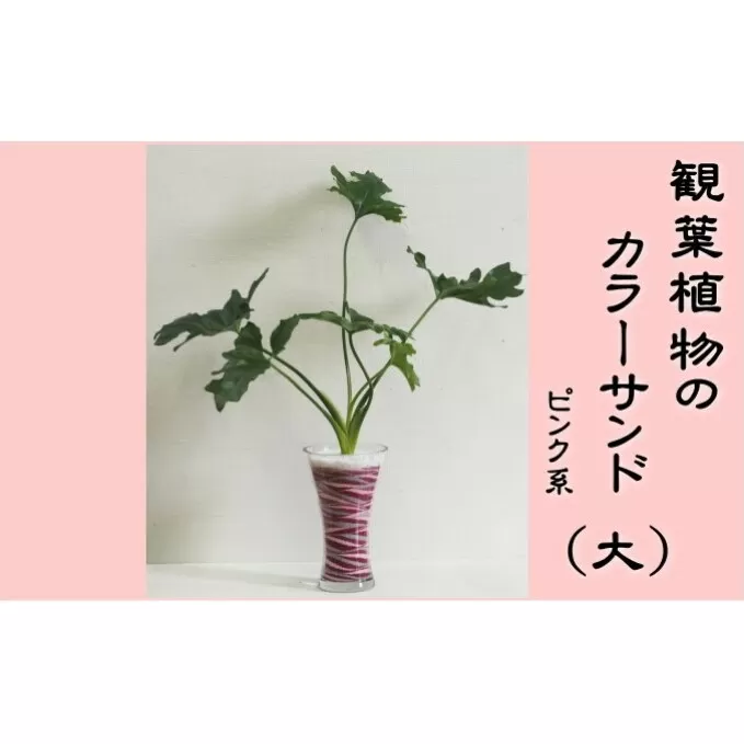カラーサンド（ガラス花器：大）ピンク系 植物 インテリア 飾り 緑 グリーン 部屋 玄関 グリーンインテリア アート感覚 寄せ植え 1点もの 