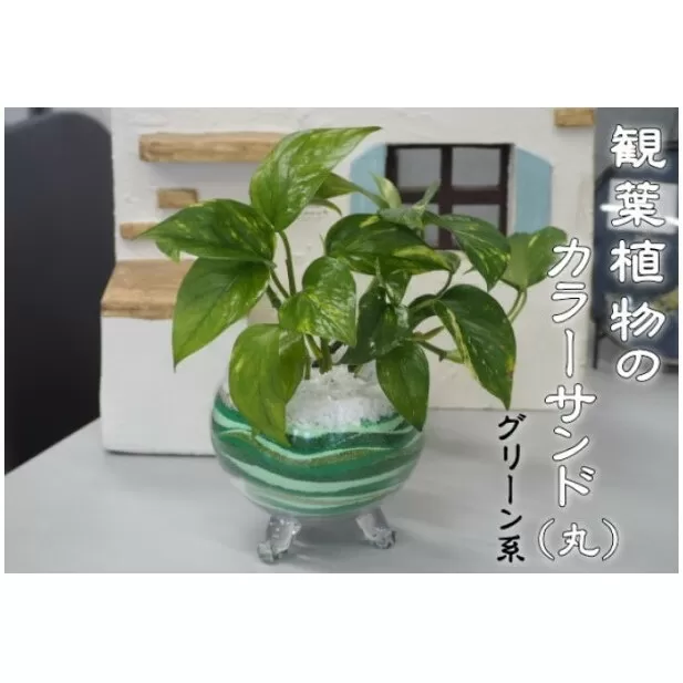 カラーサンド（ガラス花器：丸）グリーン系 植物 インテリア 飾り 緑 部屋 玄関 キッチン 洗面所 丸型 グリーンインテリア 寄せ植え 