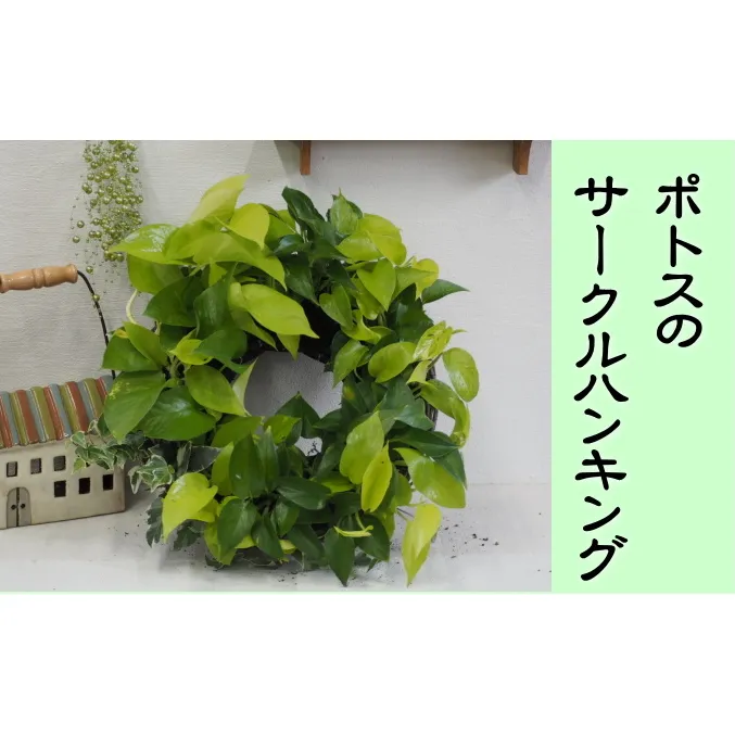 ポトスのサークルハンキング 植物 インテリア 飾り 緑 グリーン 部屋 玄関 グリーンインテリア キッチン 洗面所 癒し 差し色 アイテム 