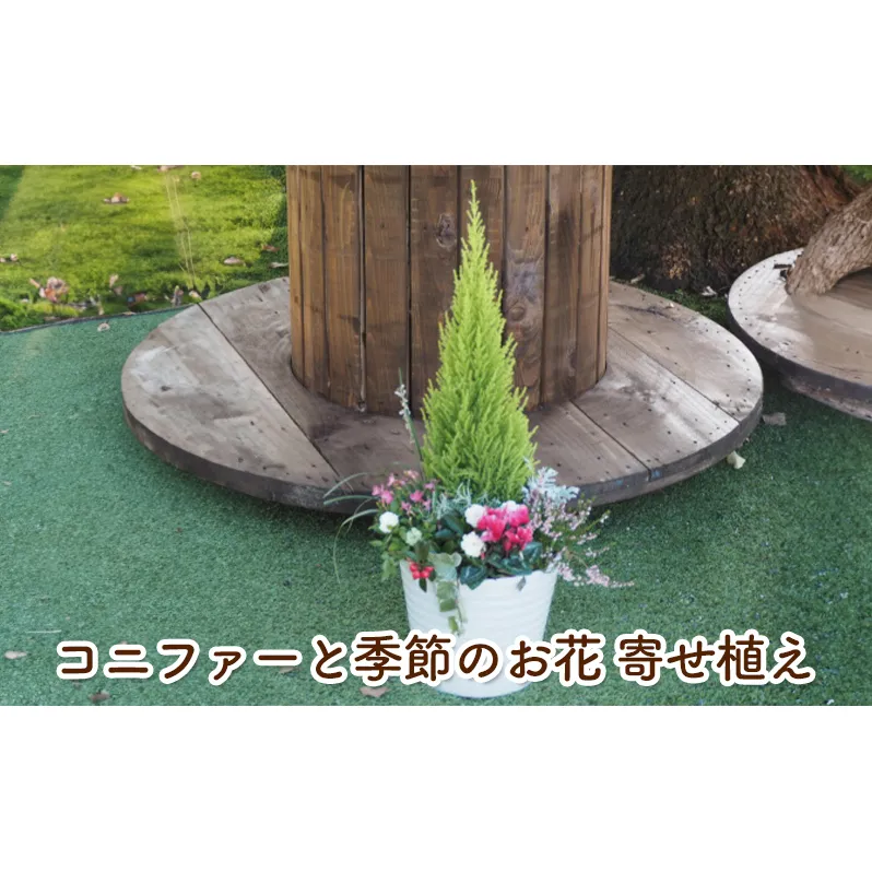 コニファーと季節のお花 寄せ植え 植物 インテリア ガーデン 