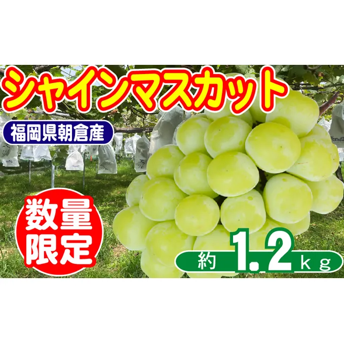 2025年8月15日迄受付 シャインマスカット 2～4房 約1.2kg 数量限定 オンライン決済限定 ぶどう 栽培期間中 JAS認証肥料 減農薬 皮ごと 爽やか 糖度 白ブドウ 