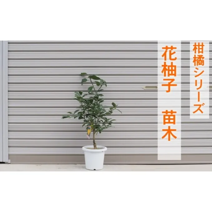 柑橘苗 花柚子 苗木（実なし） 植物 柚子の木 小ぶり 樹高 あまり高くならない 鉢植え向き 受粉樹不要 毎年実がなる 庭 園芸 ガーデニング 