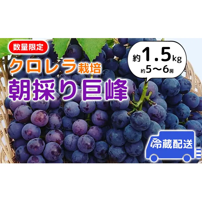 【2025年発送】朝採り巨峰（約1.5kg）クロレラ栽培 ぶどう 果物類 葡萄 フルーツ デザート ギフト 贈り物