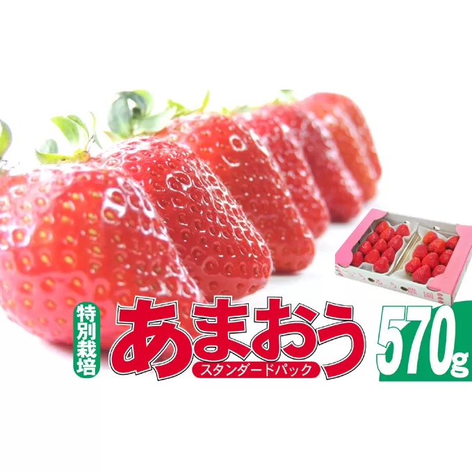 いちご 2025年12月より発送 うるう農園のあまおう スタンダード2パック 約570g※配送不可：離島 果物 フルーツ デザート 食後 特別栽培 福岡県産 国産 日本産 