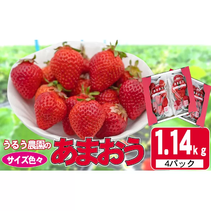いちご 2025年12月より発送 うるう農園のあまおう サイズ色々4パック 約1.14kg※配送不可：離島 果物 フルーツ デザート 食後 特別栽培 福岡県産 国産 日本産 