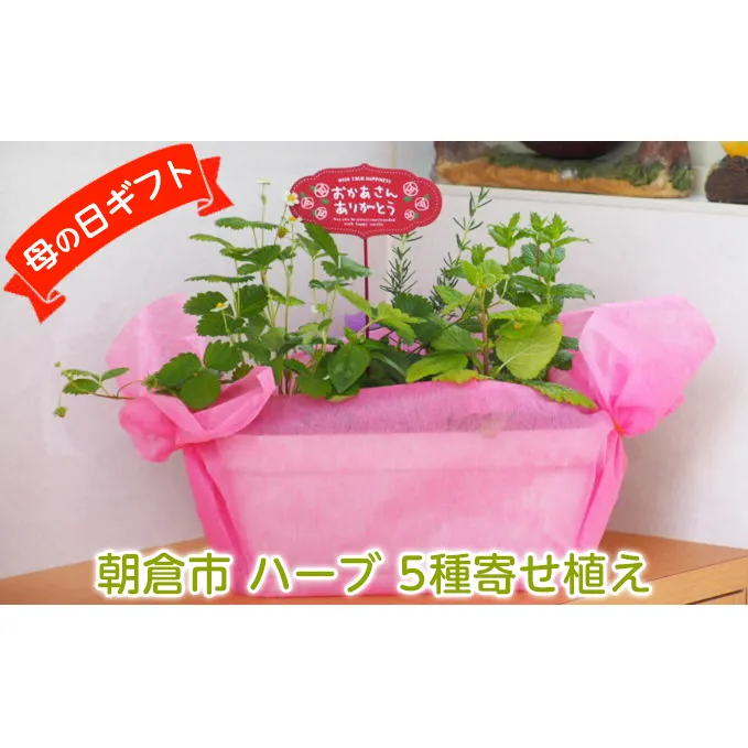 【母の日 ギフト】ハーブ 5種 寄せ植え（オンライン決済限定）