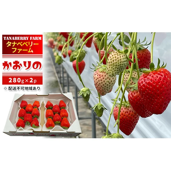 いちご かおりの苺 280g×2パック 配送不可 北海道 東北 果物類 フルーツ おやつ デザート 食後 上品な香り 酸味が少ない 産地直送 国産 